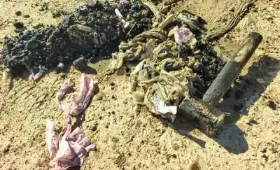 Tiraron un martillo tipo maza por la cloaca y el sistema colapsó