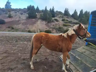Tres caballos aparecieron sueltos en Circunvalación y uno tiene un detalle que nadie esperaba