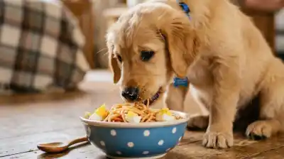 ¿Es seguro darle fideos con huevo a tu perro? Lo que revelan los expertos