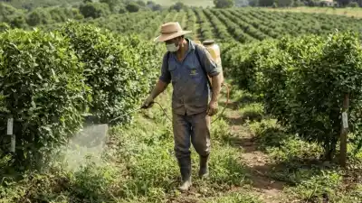 Misiones levantó la prohibición del glifosato en los yerbales: qué dice el decreto que firmó Passalacqua