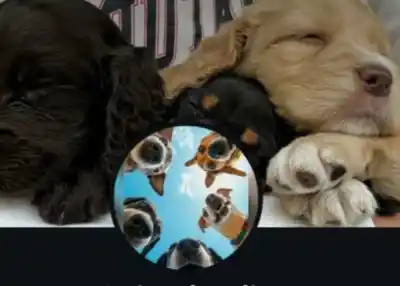 Prometía "un amor puro y sincero", pero los cachorros que vendía llegaban desde Bolivia sin vacunas