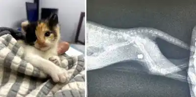 Le dispararon a una gatita de 30 días en Tafí Viejo: el balín sigue adentro y hay una razón