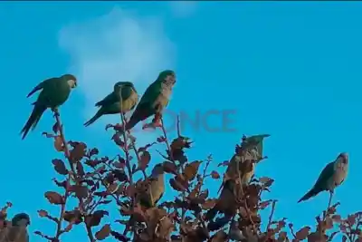El árbol que trajeron a Entre Ríos y que estaría detrás del avance de las cotorras