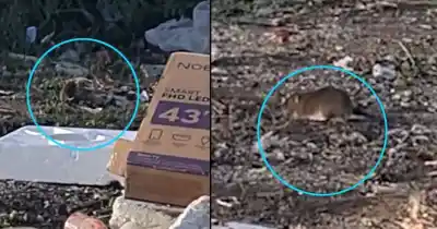Vecinos de Altos de San Lorenzo conviven con basura y ratas en la vereda