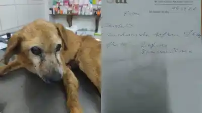 Rescataron a un perro que comía basura para sobrevivir y ahora piden un alimento clave para salvarlo