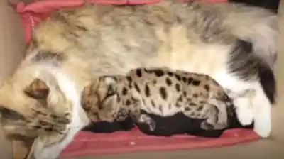 Un sobreviviente único: el inesperado vínculo que mantiene con vida a un cachorro tras un atropello fatal