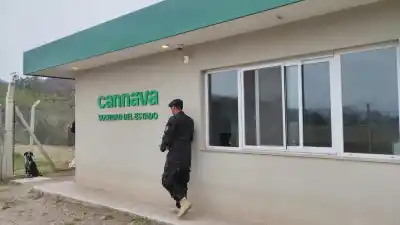 Cannava produce aceite medicinal, pero nadie sabe cuánto ni a quién llega