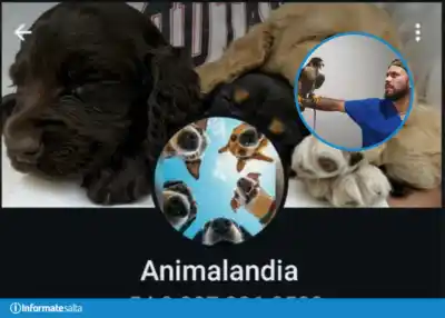 Compran cachorros traídos de Bolivia y a los días se les mueren: la cepa que no cubre la vacuna argentina