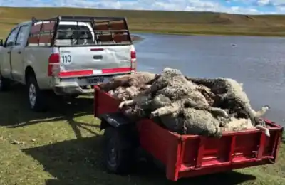 Tierra del Fuego suma 30 mil perros y una cifra diaria que nadie quiere pagar