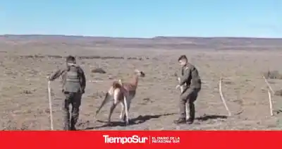 Gendarmes lo vieron desde la ruta y no dudaron: el guanaco estaba atrapado y no podía zafarse solo