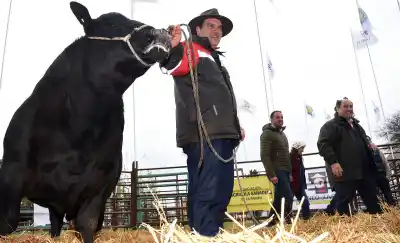 La Expo Rural 100 abre sus puertas: el primer toro ya marcó el arranque