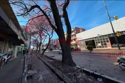 Cortaron raíces de lapachos de 50 años en pleno centro y crece la alerta