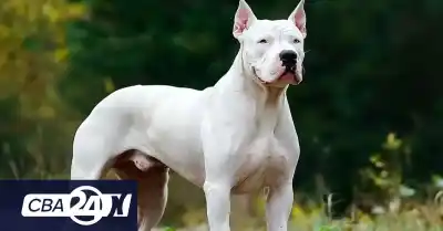 Un vecino le disparó al dogo en la cabeza y el dueño pide revisar las cámaras