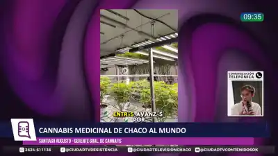 El cannabis chaqueño que se produce en Colonia Elisa ya tiene destino en Alemania