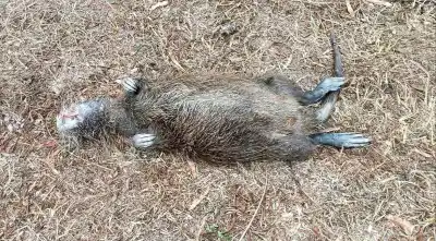 Encontró un animal muerto adentro de su finca y no salía de su asombro: "Me pegué un julepe bárbaro"