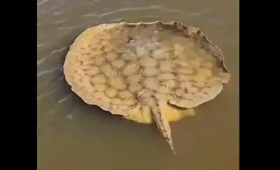 El video de una pescadora en Esquina que dejó a todos hablando del río