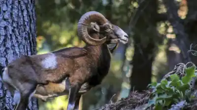 Llevaron un animal a una isla para cazarlo y décadas después está arrasando con una flora única