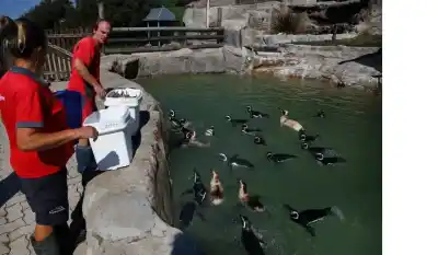 El destino de 66 animales queda en manos de la justicia tras el cierre de un acuario