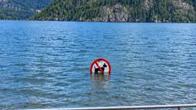 El lago Lácar subió y ahora flotan troncos gigantes en la ruta de las lanchas