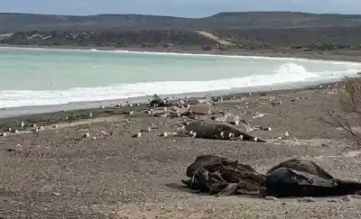 La pérdida de ballenatos en el Golfo Nuevo encendió la alarma: las empresas de avistaje ofrecen sus embarcaciones