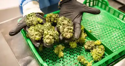 General Alvear quiere ordenar el cannabis medicinal: quién impulsa la ordenanza y qué falta