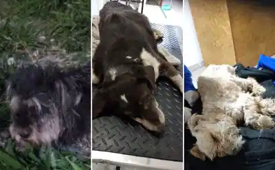 Cuatro perros en un día: el refugio jujeño que ya no tiene lugar para nadie
