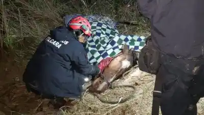 Juella: el caballo "Belleza" cayó a una acequia y no podía salir, pero no quedó solo