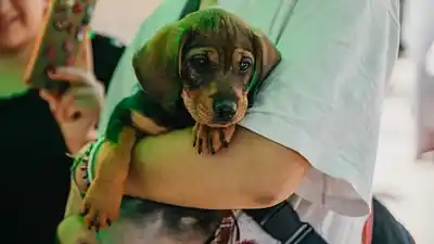 Llevan el quirófano al Parque de Rivadavia: esterilización y vacunación gratis para perros y gatos