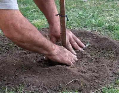 Una ciudad cordobesa sumó 100 árboles nuevos en uno de sus ingresos: quiénes los plantaron