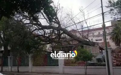 Se vino abajo un árbol añoso en el Hospital de Niños: dónde terminó cayendo