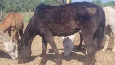 Allanaron un campo en Etruria y se llevaron 22 caballos: lo que había adentro indignó a todos