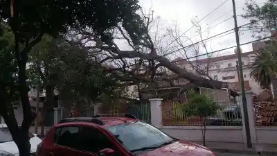El viento tumbó un árbol añoso en el Hospital de Niños y lo que aplastó preocupa