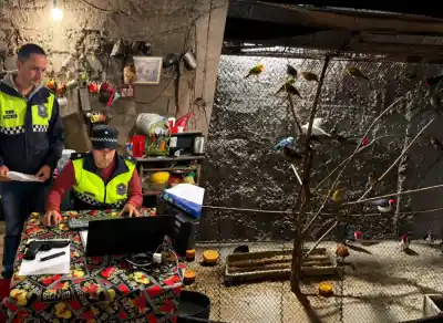 Fueron a allanar por amenazas y se toparon con 31 aves enjauladas