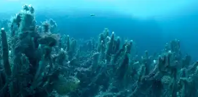 El mar de Chubut también captura carbono: los "árboles líquidos" que estudian los científicos