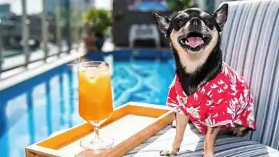 Entre Ríos ya tiene más de 500 alojamientos que aceptan mascotas: la advertencia de los veterinarios antes de salir de viaje