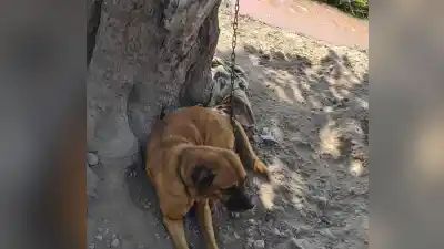 Atado a un árbol las 24 horas: el perro que desapareció sin dejar rastro en Aguas Calientes