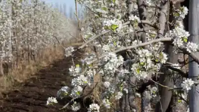 El campo que no se rinde: los productores que reinventan la tierra en Cipolletti