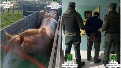 Ocho caballos desaparecieron de un campo de Cululú: dónde los encontraron horas después