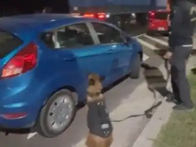 El perro "Lulú" marcó algo raro en un auto y el control en la Ruta 11 terminó de otra manera