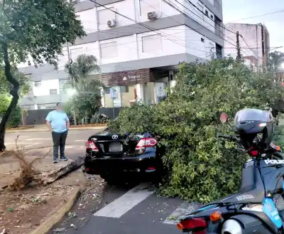 Se habría dormido al volante: el auto siguió de largo tras el primer golpe y terminó contra un árbol