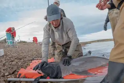 El pez que reina en las costas de Chubut: mide 2,60 metros y casi nadie lo ve
