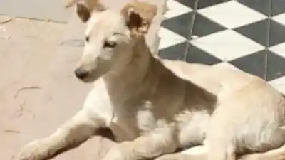 Vive en un cementerio de La Quiaca y busca una familia: tiene 5 meses