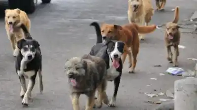 Llevan a sus perros a la peregrinación de Río Blanco y terminan extraviados: el pedido desesperado de los rescatistas