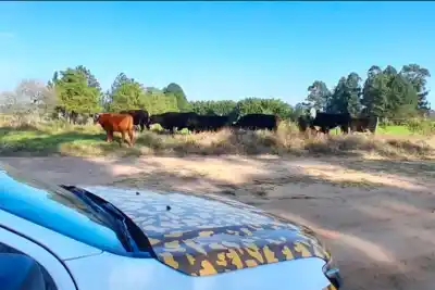 Cortaron un alambrado y se llevaron 10 vacunos: la maniobra que terminó en un campo de Villaguay