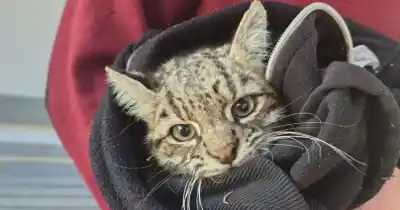 Rescataron a un gato montés herido en Potrerillos: el operativo que movilizó a la Policía Rural