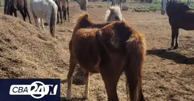 Entraron a una finca de Etruria y se toparon con 22 caballos en un estado que alarmó a todos