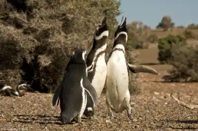 Cabo Dos Bahías ya recibe pingüinos: la obra que cambia la visita al área protegida