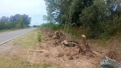 Talan árboles centenarios en las rutas 2 y 4: nadie sabe cuántos ni por qué