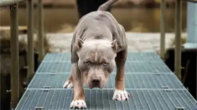 Una nena de 3 años jugaba en el patio de su casa en Santiago del Estero: el pitbull del vecino entró y la atacó