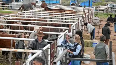 Después de años de sequía, los corrales de Paso Córdoba mostraron otra postal